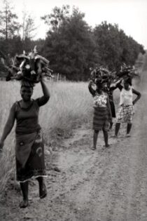 africa, south africa, african women, women carrying wood, firewood, black and white, gray wood, african women, african women, african women, african women, african women